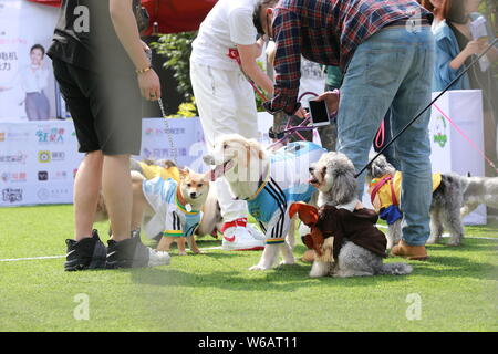 Hunde konkurrieren in einem Fußballspiel die bevorstehende FIFA Fußball-Weltmeisterschaft 2018 in Peking, China vorheizen, 13. Juni 2018. Eine Hunde- Fußball Match war gehalten Stockfoto