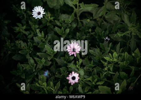 Kleine Lila und Weiß African Daisy Blumen auf einem begrünten Anlage Stockfoto