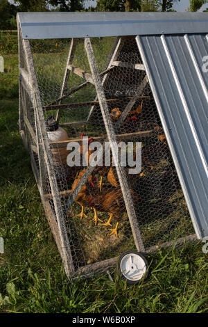 Die barnyard Hühner sind sicher für die Nacht in der Huhn Traktor. Stockfoto