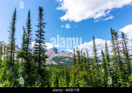 Hilda Peak Peers durch hohen Pinien auf Parker Ridge Wanderweg entlang des Icefields Parkway in Jasper National Park. Stockfoto