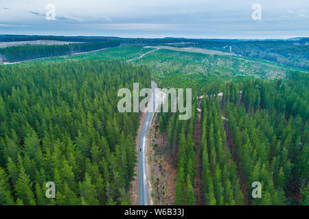 Einsame Person zu Fuß auf der Landstraße zwischen Pinien Wald in Australien - Luftbild Stockfoto