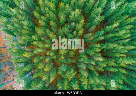 Blick nach unten im Pine Tree Tops in Australien - Luftbild Landschaft Stockfoto