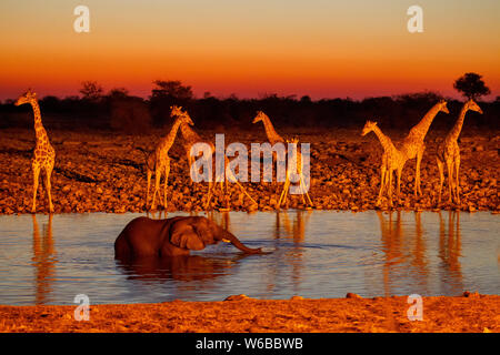 Elefanten trinken mit Giraffen im Hintergrund bei Sonnenuntergang, Okaukuejo Wasserloch, Etosha National Park, Namibia Stockfoto