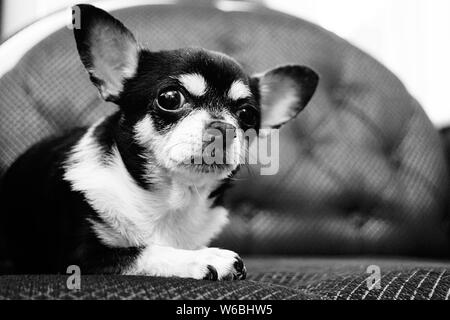 Chihuahua Hund. Schwarz-weiß Foto eines Hundes auf einem Sessel Stockfoto