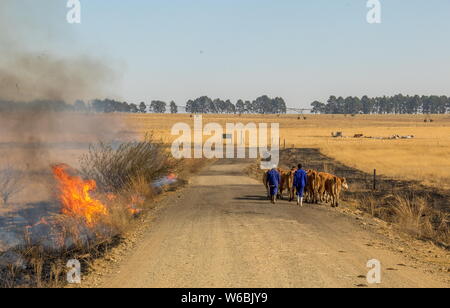 Bergville, Südafrika - Unbekannter Landarbeiter Antrieb Vieh entlang einer staubigen Feldweg mit Feuer im Winter Gras neben der Straße Stockfoto