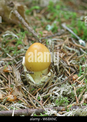 Orange Grisette Pilz, auch als Safran Ringless Amanita, Amanita crocea, wilde Pilze aus Finnland bekannt Stockfoto