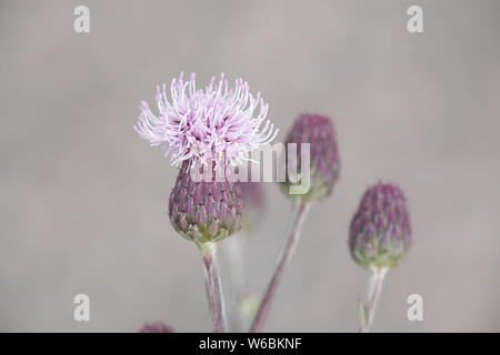 Cirsium arvense, bekannt als die schleichende Distel und verschiedene andere Namen einschließlich Feld Distel, grüne Distel, harte Distel und stachelige Distel Stockfoto
