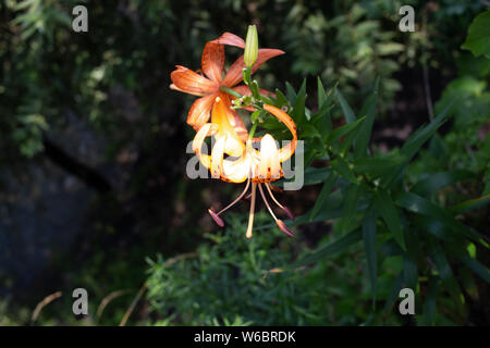 Orange Lilie in Seoul Stockfoto