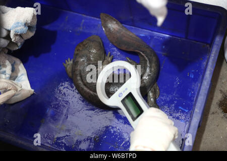 ---- Eine wilde Riesensalamander abgebildet ist in Liyang Dorf, Lixu Stadt Fuzhou City, der ostchinesischen Provinz Jiangxi, 11. Mai 2018. Fünf riesige Salama Stockfoto