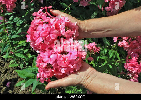 Die ältere Frau - Bauer Auswahl und Pflege von rosafarbenen phlox Garten Blumen im Sommer Bush. Sonnigen Juli Tag closeup Schuß Stockfoto