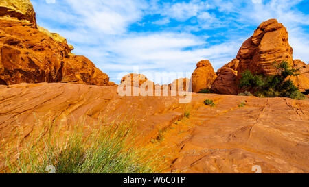 Die farbenfrohen roten, gelben und weißen Sandstein Felsformationen entlang der White Dome Trail im Valley of Fire State Park in Nevada, USA Stockfoto