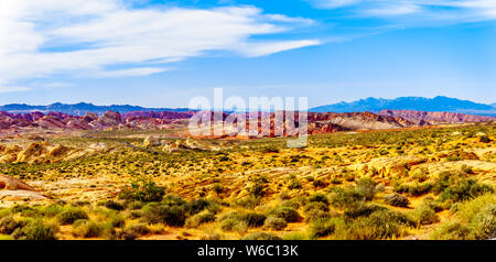 Die farbenfrohen roten, gelben und weißen Sandstein Felsformationen entlang der White Dome Trail im Valley of Fire State Park in Nevada, USA Stockfoto