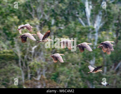 Eine Herde von Migration Plumed Pfeifen - Enten im Flug (Dendrocygna eytoni) an Hasties Sumpf, Atherton Tablelands, Queensland, Australien Stockfoto