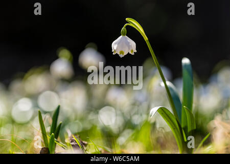 Weiße Schneeflocken (Leucojum Vernum) sind auf einer Wiese blühen. Stockfoto