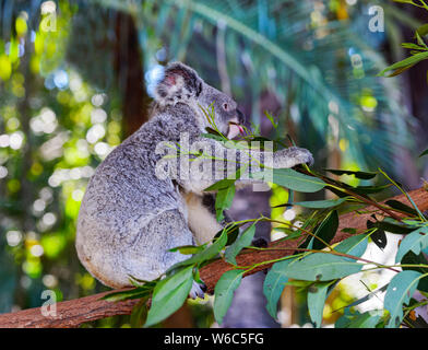 Ein Koala (Phascolarctos cinereus) Fütterung auf eukalyptusblättern. Es ist ein Beuteltier in Australien Stockfoto