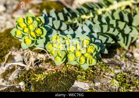 Blüten eines Myrtle Wolfsmilch (Euphorbia myrsinites) Stockfoto