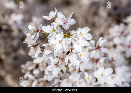 Weiße Blüten eines Somei Yoshino japanischen Kirschbaum (Prunus x yedoensis) in voller Blüte Stockfoto