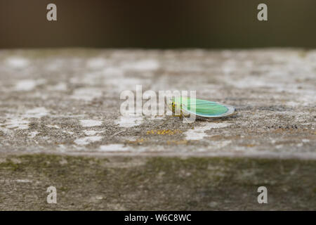 Ein niedliches kleines grünes Blatt - Hopper, Cicadella viridis, hocken auf einem Holzzaun auf einer Wiese. Stockfoto