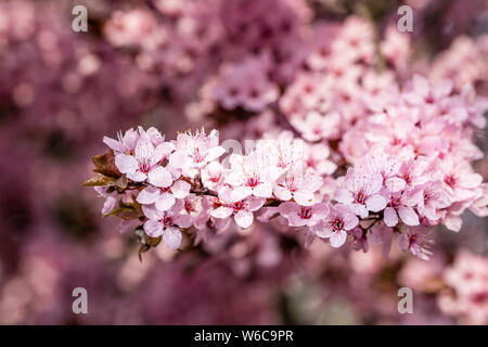 Rosa Blüten eines Kanhizakura japanischen Kirschbaum (Prunus campanulata) in voller Blüte Stockfoto