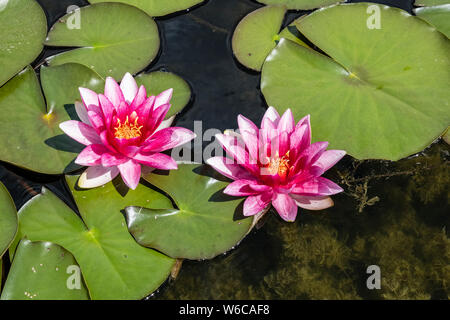 Blühende Seerosen (Nymphaea) Zwischen den grünen Blättern in einem kleinen See. Stockfoto