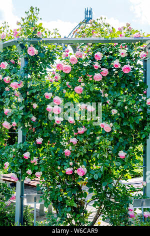 Rosa Rose Eden Klettern entlang der Laube im Garten. Vertikale Foto Stockfoto