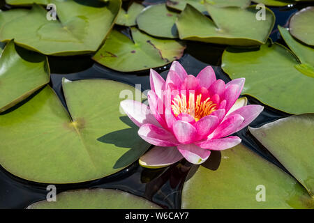 Eine blühende Seerose (Nymphaea) Zwischen den grünen Blättern in einem kleinen See. Stockfoto