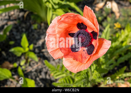 Nahaufnahme einer roten Blüte der Mohn (Papaveraceae) in voller Blüte Stockfoto
