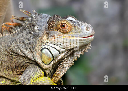 Nahaufnahme des Kopfes von grauen und braunen schönen Leguan Leguan Eidechse Stockfoto