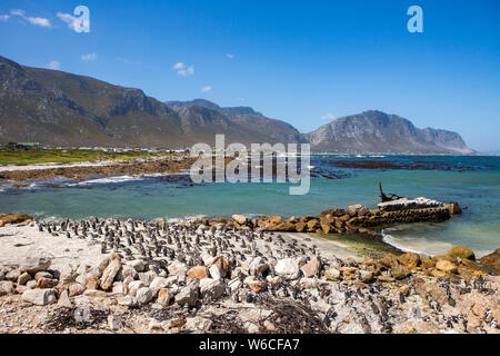 Afrikanische Pinguin Kolonie in Betty's Bay, im Distrikt Overberg, Provinz Westkap, Südafrika Stockfoto