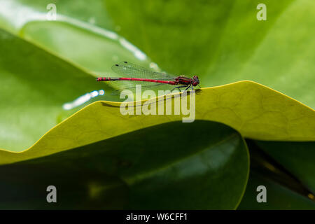 Eine Libelle (Anisoptera) ruht auf einem Blatt einer Seerose (Nymphaea) Stockfoto