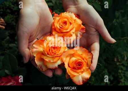 Weibliche Hände halten Blühende Rosen. Ein Garten, in dem eine Rose blüht. Schöne Rose wächst im Garten. Stockfoto