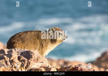 Südafrika: klippschliefer (Procavia capensis) in Hermanus, in der Eastern Cape Provinz Stockfoto