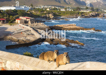 Südafrika: klippschliefer (Procavia capensis) in Hermanus, in der Eastern Cape Provinz Stockfoto