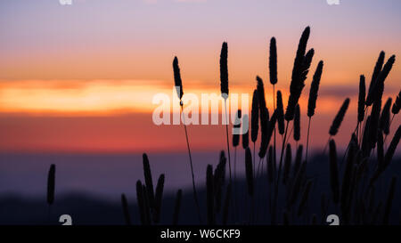 Hohe Harding Gras (Phalaris aquatica) Silhouette bei Sonnenuntergang; bunte Himmel im Hintergrund sichtbar; Santa Cruz Mountains, Kalifornien; diese Gräser ein Stockfoto