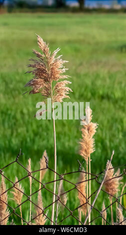 Vertikale grüne Feld und hoch braun Gräser hinter einem rostigen Kette Link Maschendrahtzaun Stockfoto