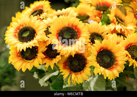Bunter Haufen gelbe Sonnenblumen oder Helianthus in einem Sommer Baumschule in der Nähe zu sehen, für die Blume anordnen und Innenausstattung Stockfoto