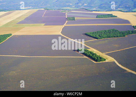 LUFTAUFNAHME. Haine und Felder aus Lavendel und Weizen auf dem Valensole Plateau. Puimoisson, Provence-Alpes-Côte d'Azur, Frankreich. Stockfoto