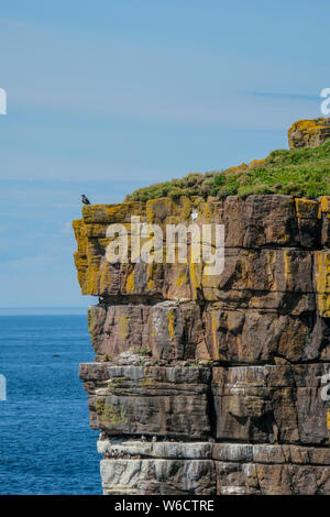 Handa Island Cliff Stockfoto