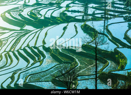 ------ Landschaft von terrassierten Reisfeldern Honghe der Hani Reisterrassen, einer von der UNESCO zum Weltkulturerbe erklärt, in Yuanyang County, Honghe der Hani Stockfoto