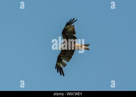 Rotmilan Milvus milvus Fliegen Stockfoto