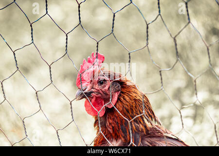 Traurige braune Henne Huhn im Käfig. Hinter dem Zaun. Missbrauch von Tieren, Tierquälerei. Hen Käfige, Batterie Käfig. Vogelgrippe, Krankheiten. Free Range chickens. Unscharfer Hintergrund. Stockfoto