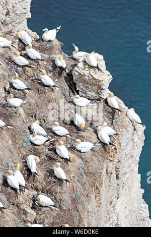 Basstölpel nisten auf Bempton Cliffs Stockfoto