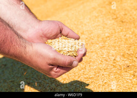 Männliche Hände halten Weizenkorn. Ernte, Landwirtschaft. Stockfoto