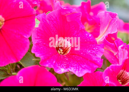 Blumenbeet im Sommer Garten mit weiss-violett Petunie, die Ansicht zu schließen. Petunia Blumen blühen, Petunia, Petunien blühen Blumen im Garten Stockfoto