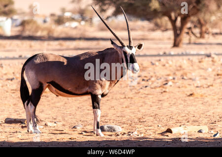 Oryx - Oryx gazella - beweidung in der namibischen Wüste in der Nähe der Sesriem Campingplatz. Stockfoto