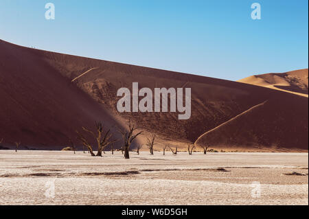 Tote Bäume gegen gegen den roten Hintergrund der turmhohen Sanddünen Namibias Deadvlei Stockfoto