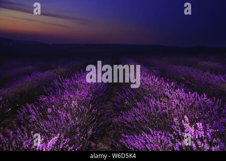 Nacht in den Lavendel Feld. Wundervolle Nacht Landschaft. Naturkosmetik, Aromatherapie, Landwirtschaft. Selektiver Fokus auf den Vordergrund. Stockfoto