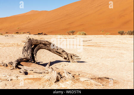 Tote Bäume gegen gegen den roten Hintergrund der turmhohen Sanddünen Namibias Deadvlei Stockfoto