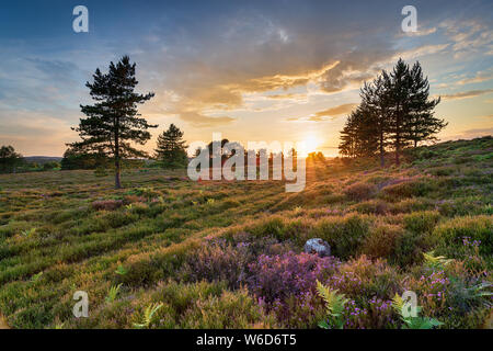 Einen atemberaubenden Sonnenuntergang über Heather und Scots Pinien auf Slepe Heide in der Nähe von Wareham in der Landschaft von Dorset Stockfoto