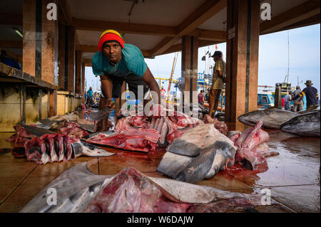 Ein Fischhändler, Schneiden der Fang des Tages am Negombo Fischereihafen, Negombo, Sri Lanka Stockfoto